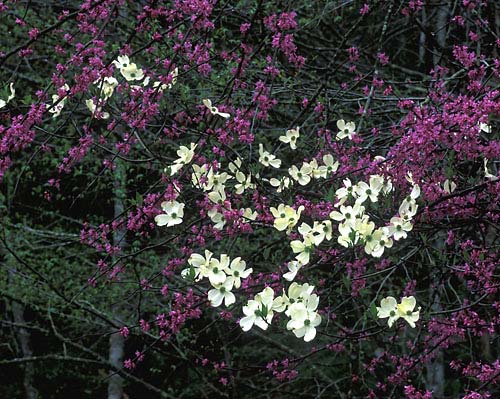 N2 - Flowering Dogwood & Eastern Redbud