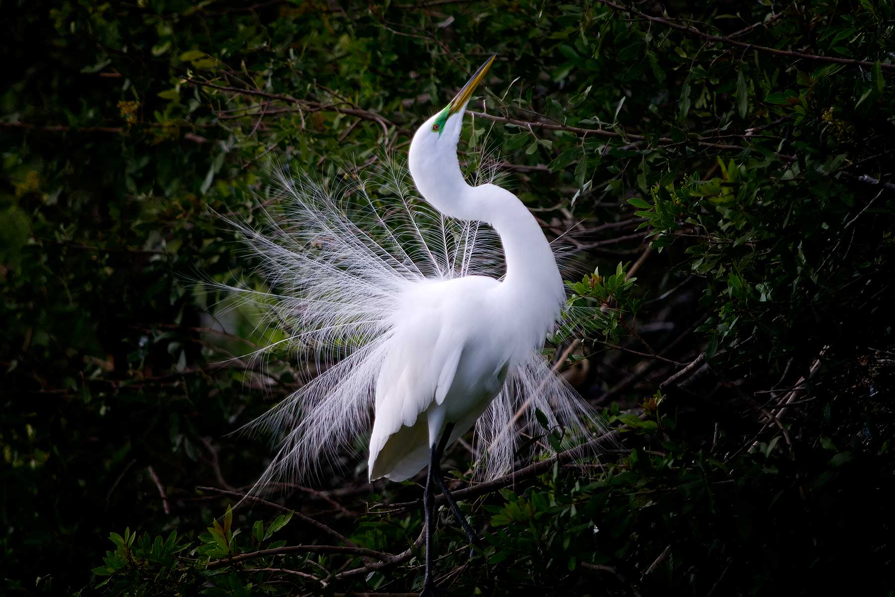 3885 Great Egret Courtship Display Venice Rookery FL