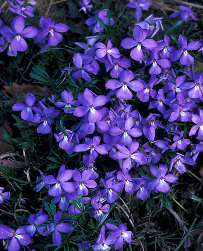 EW1 - Bird Foot Violets-Great Smoky Mountains