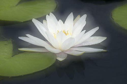 Water Lily Study