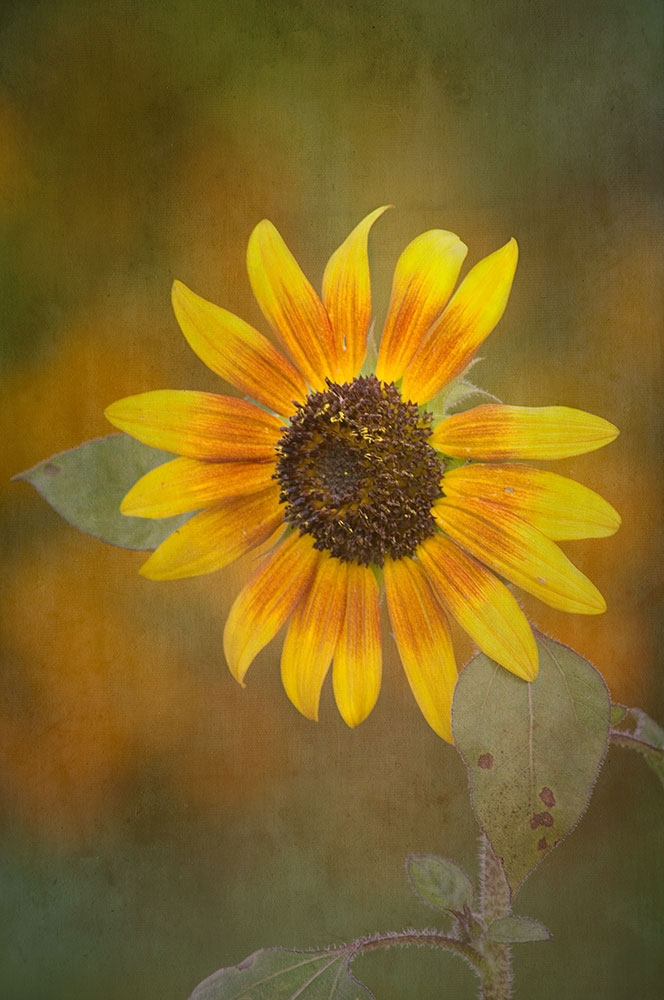 1746 Sunflower Loveland OH