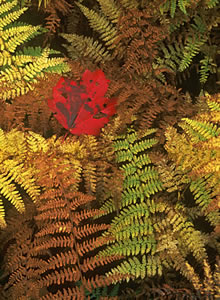 NHF03-2 Maple Leaf and Ferns - White Mountains 