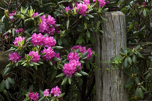 Catawba Rhododendron 2