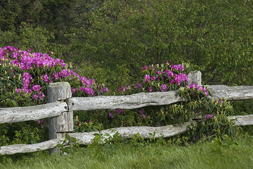 Fence & Rhododendron