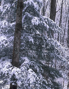GSM2-5 Snow Scene, Great Smoky Mountains