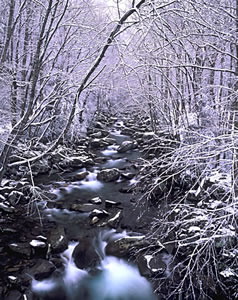 GS2-6 Snow Scene, Great Smoky Mountains