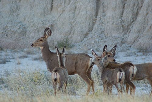 BAD1 Mule Deer Badlands National Park