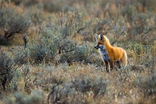 MAM7 Red Fox 2 - Yellowstone