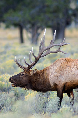 MAM9 Bull Elk 2 - Yellowstone